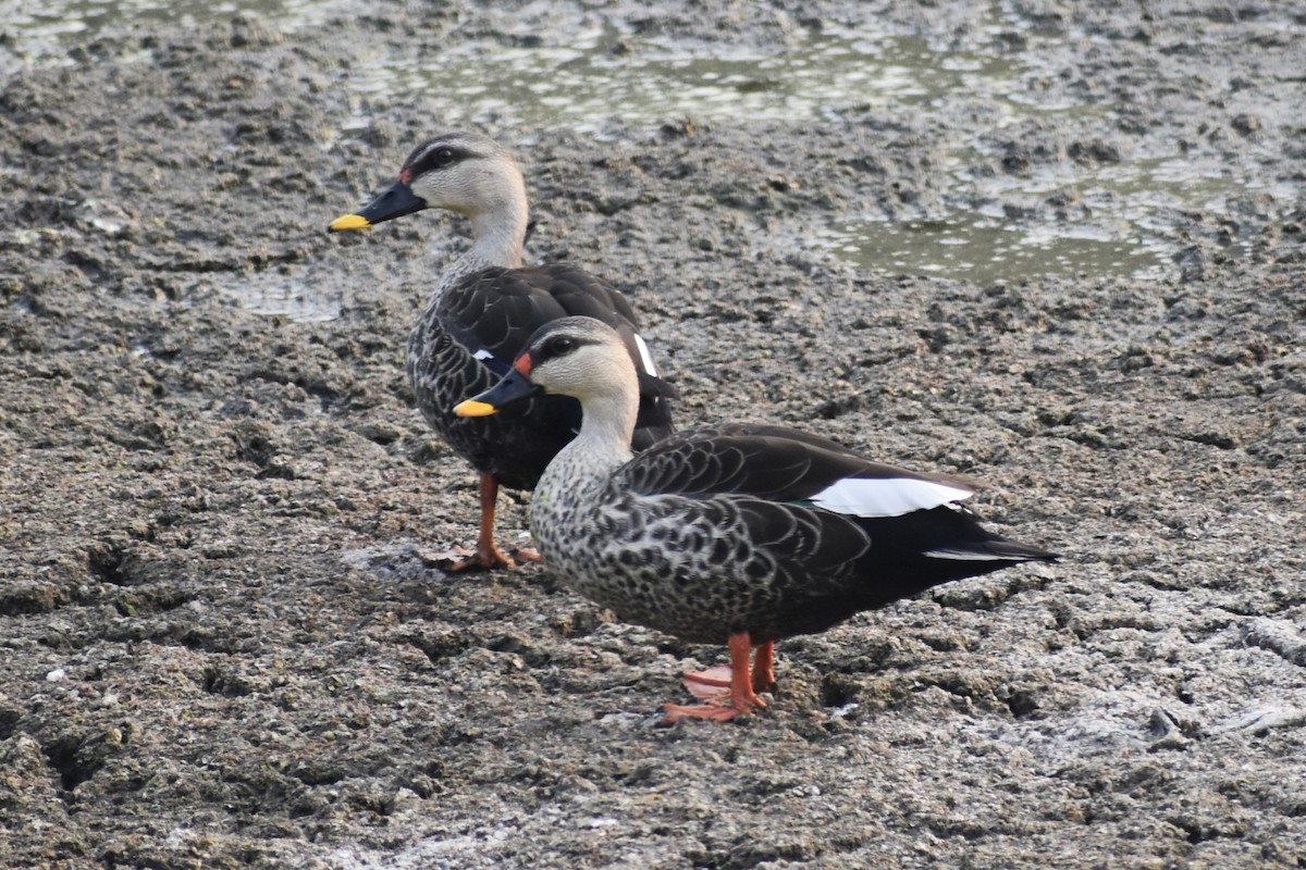 Canard à bec tacheté - ML614888454