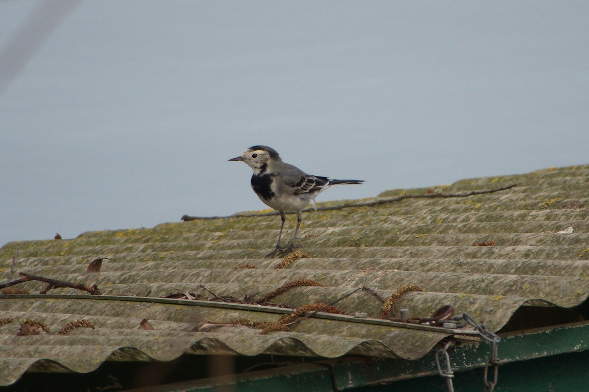 White Wagtail - ML614888460