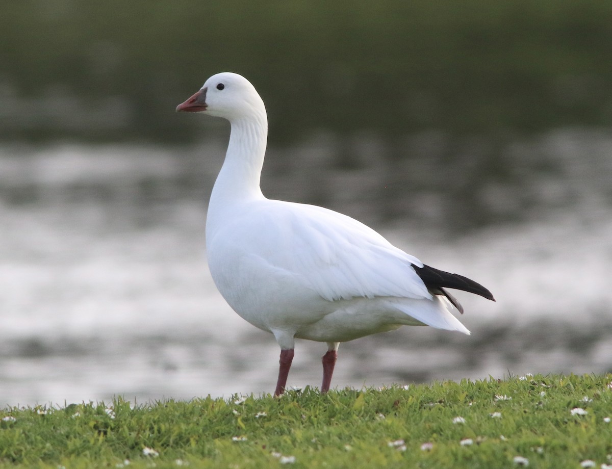 Ross's Goose - ML614888483