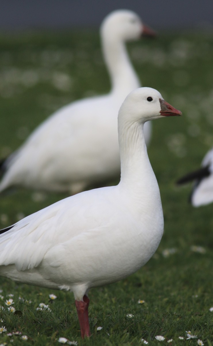 Ross's Goose - ML614888484