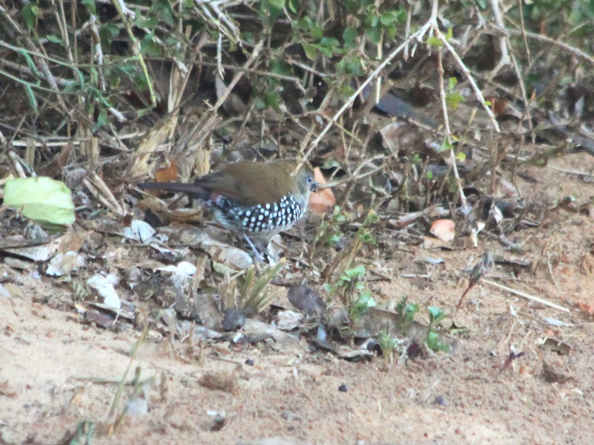 Pink-throated Twinspot - ML614888485