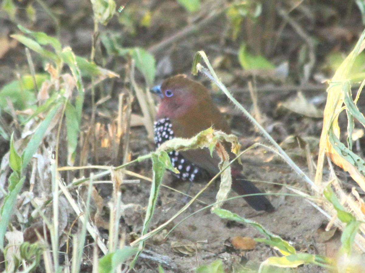 Pink-throated Twinspot - ML614888486