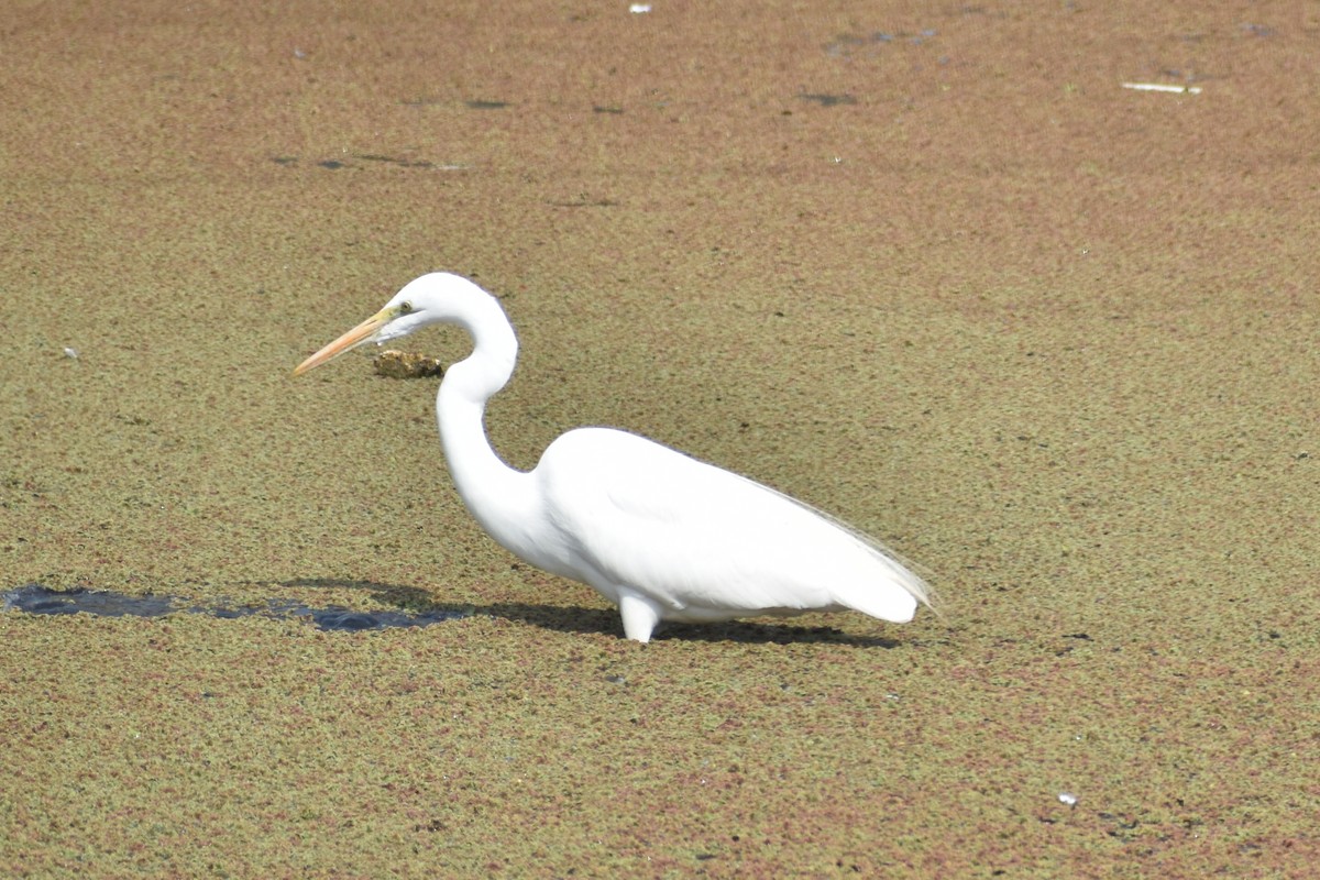 Great Egret - ML614888495