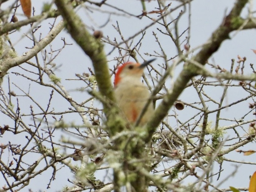 Red-bellied Woodpecker - ML614888496