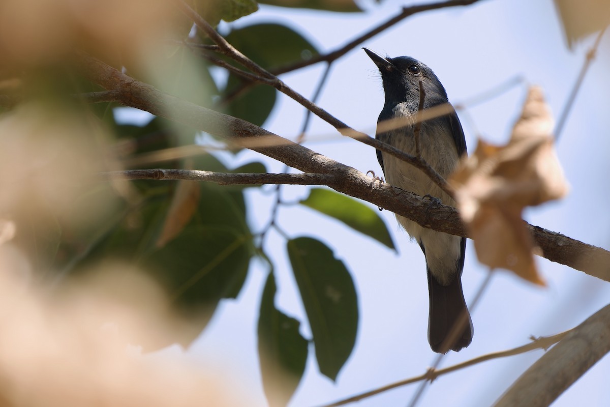 Hainan Blue Flycatcher - Sam Hambly