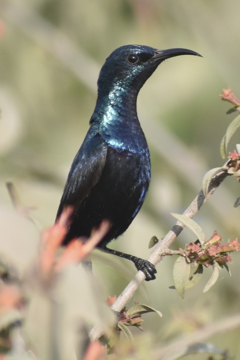 Purple Sunbird - Raju Soni