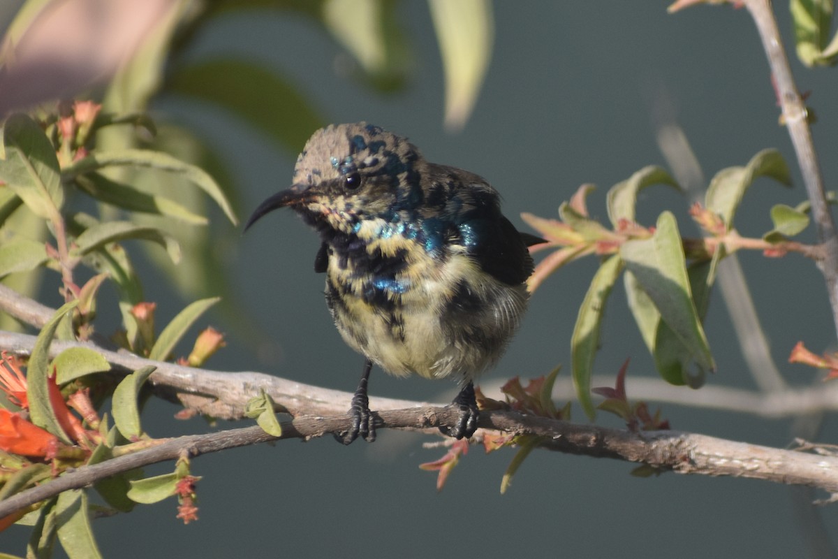 Purple Sunbird - Raju Soni