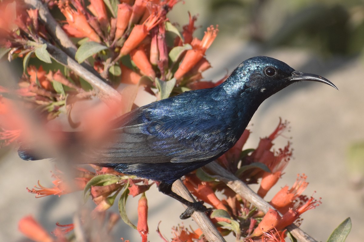 Purple Sunbird - Raju Soni