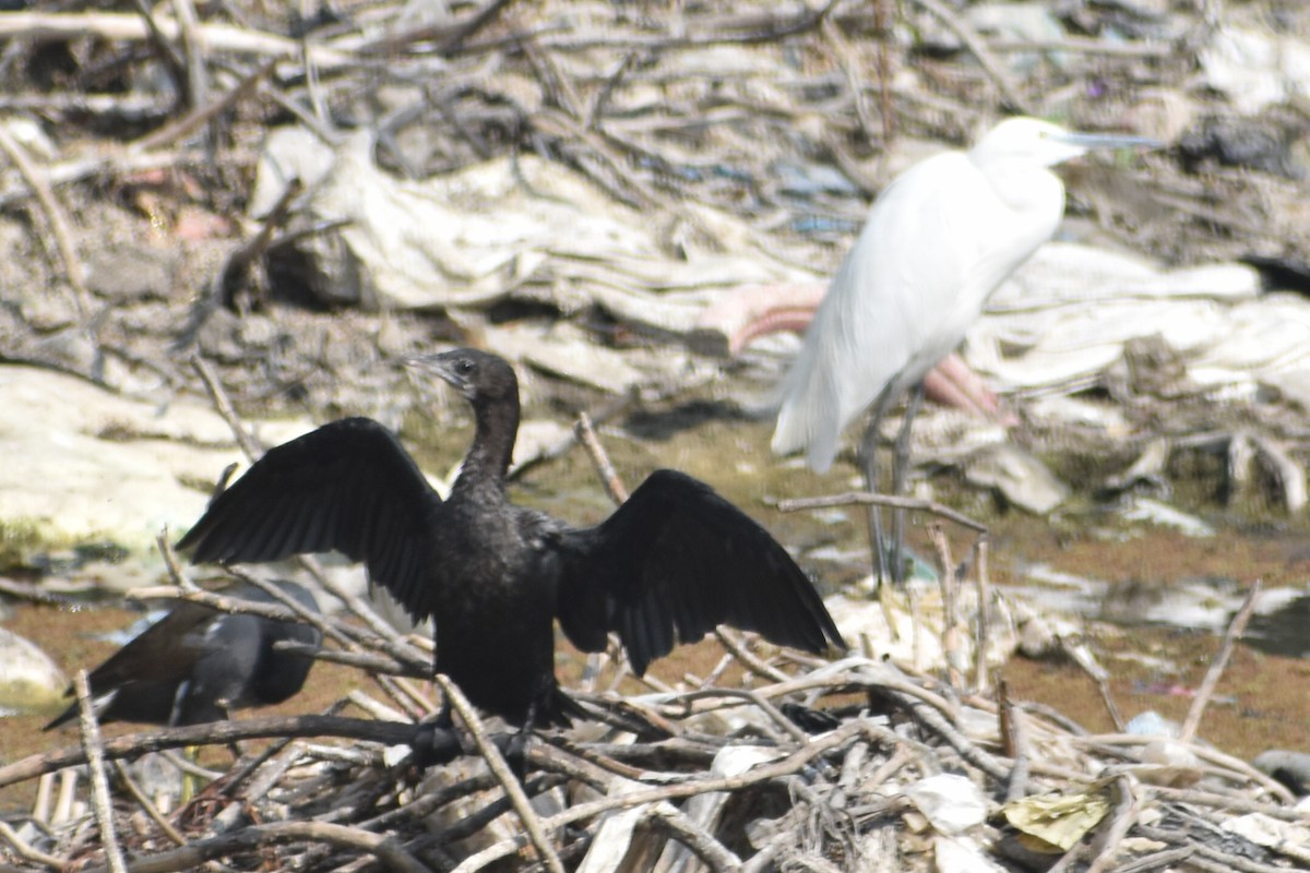 Little Cormorant - ML614888622