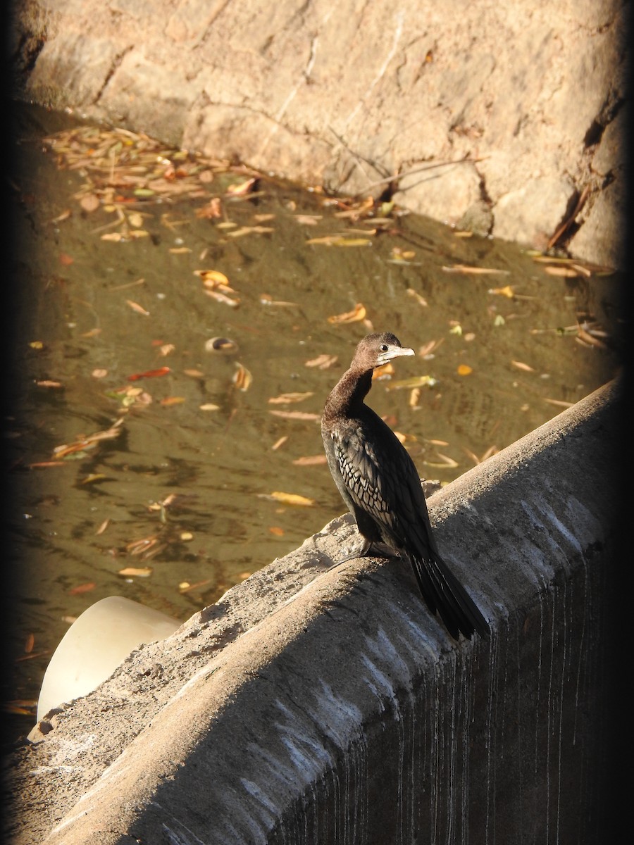 Little Cormorant - ML614888664