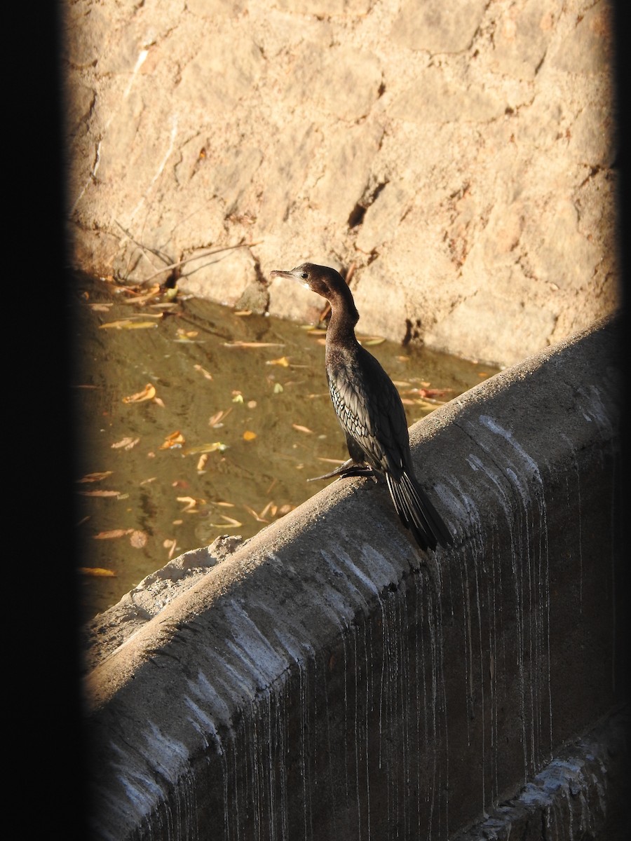 Little Cormorant - ML614888665