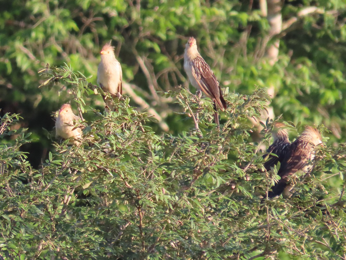 Guira Cuckoo - Duston Larsen