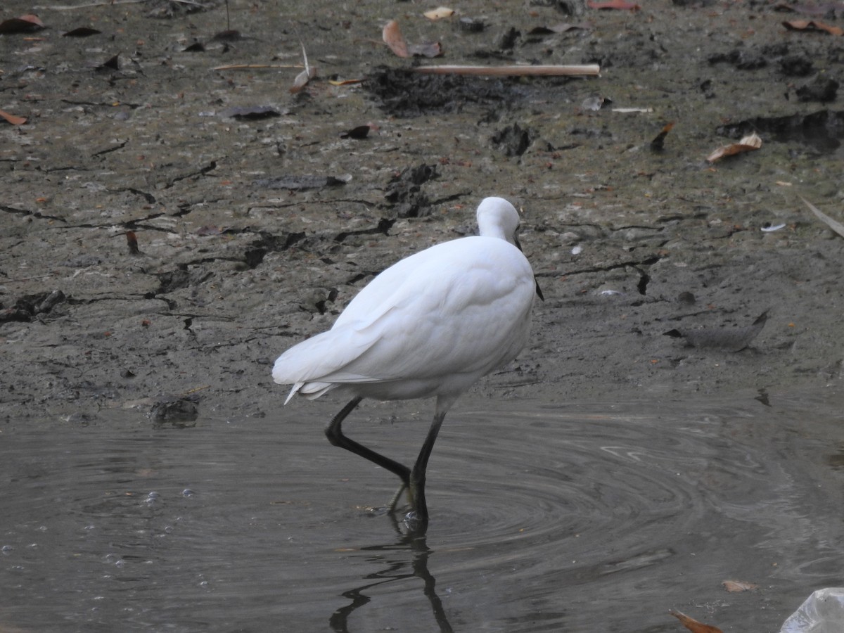 Little Egret - ML614888695