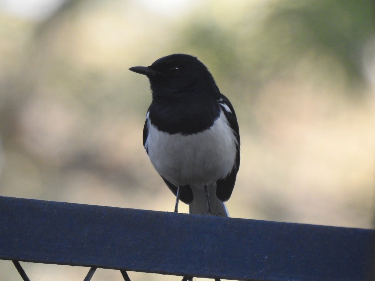 Oriental Magpie-Robin - ML614888701