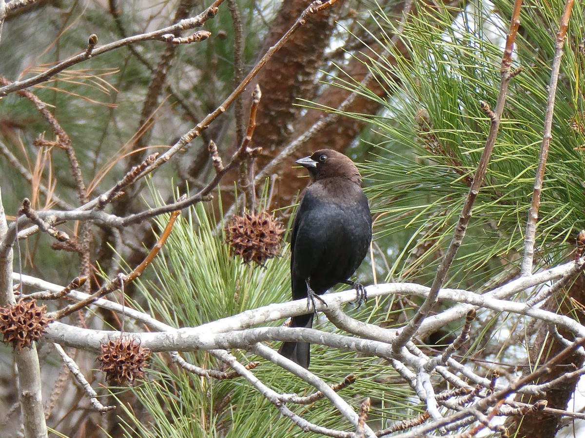 Brown-headed Cowbird - Deborah Woody