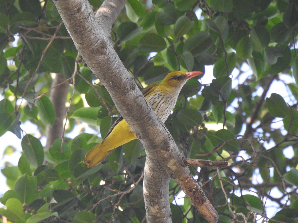 Indian Golden Oriole - ML614888717