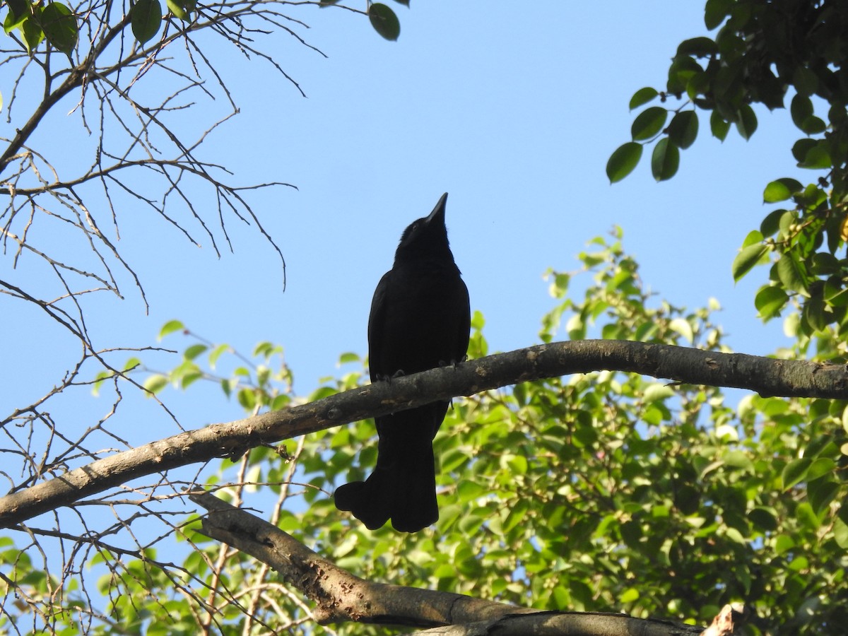 Large-billed Crow - ML614888723