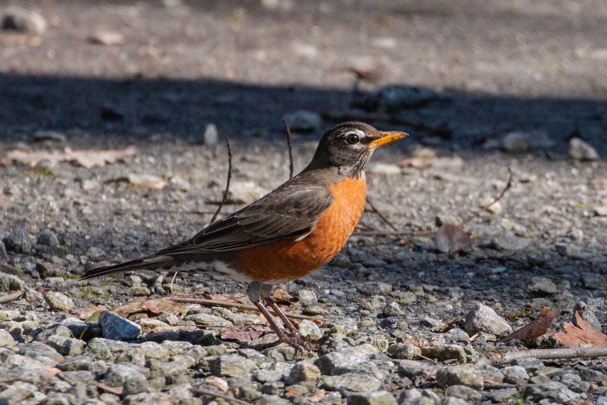 American Robin - ML614888852