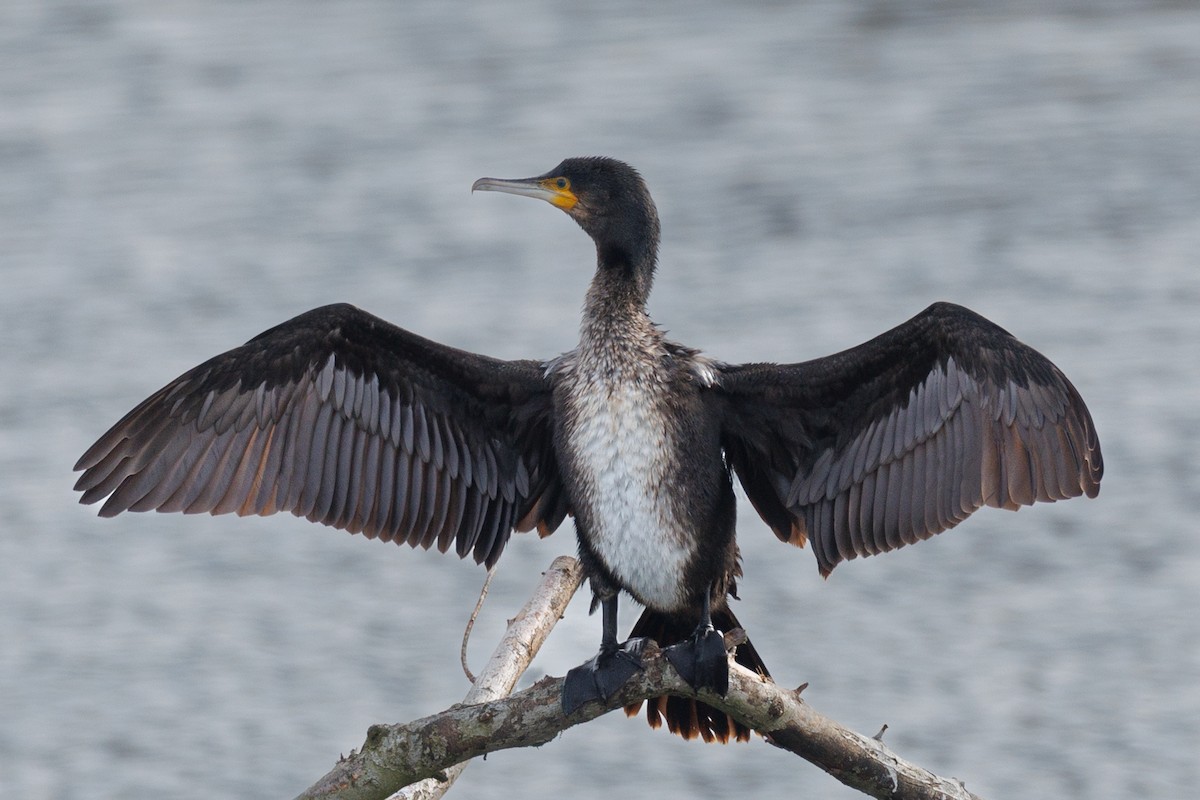 Great Cormorant - ML614888869