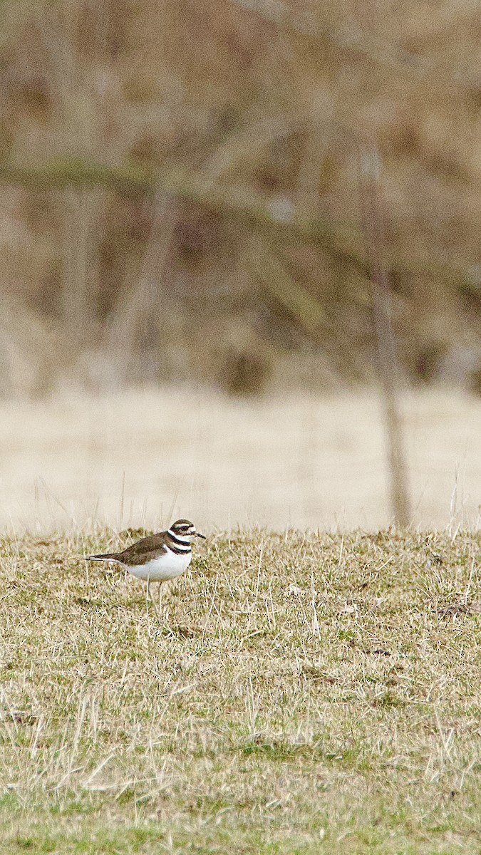 Killdeer - Sean Waples