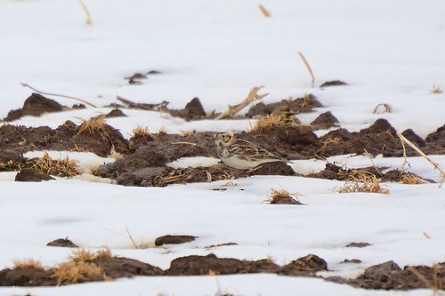 Lapland Longspur - Joanne Muis Redwood