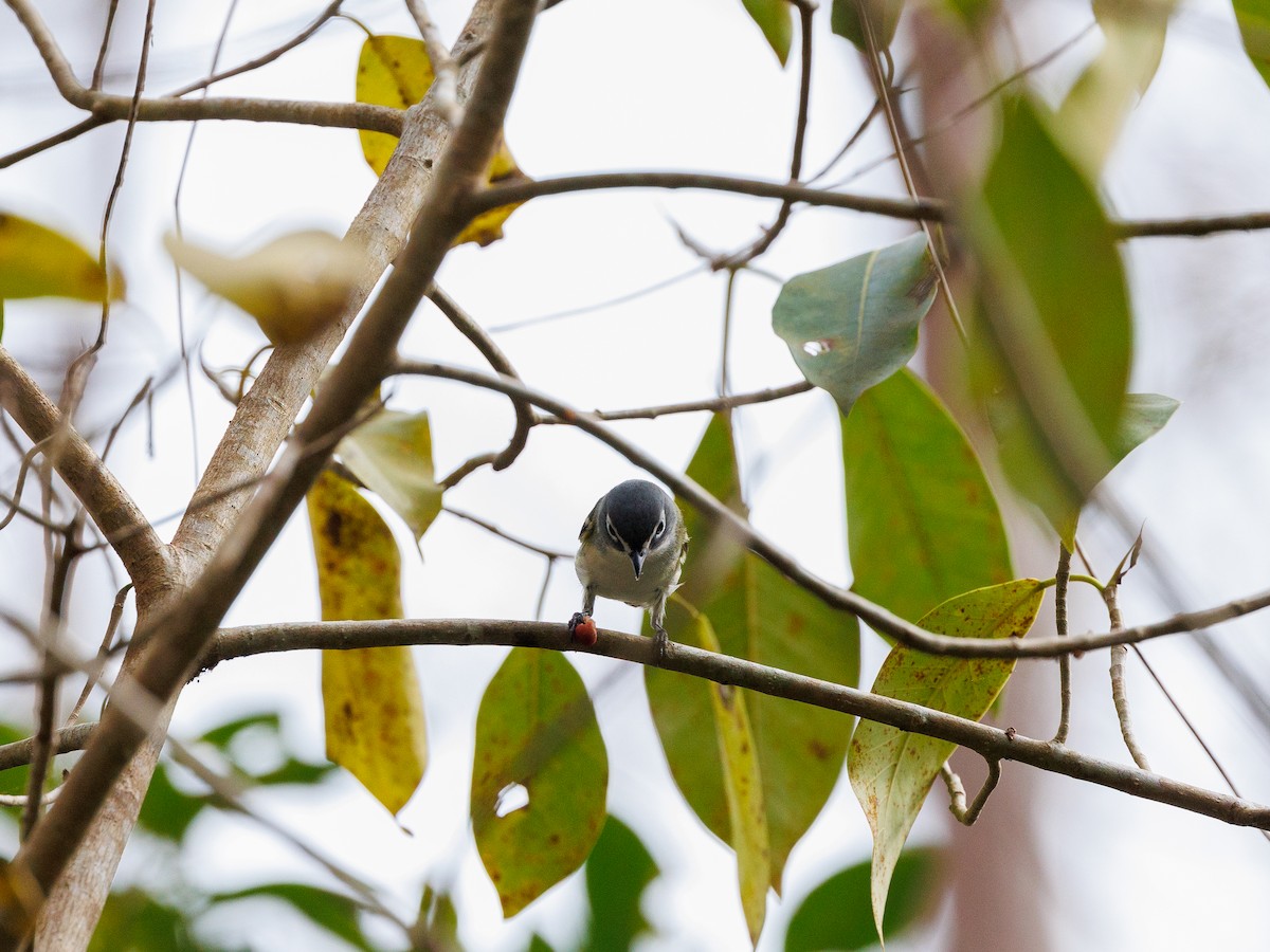 Blue-headed Vireo - Nancy Whittle