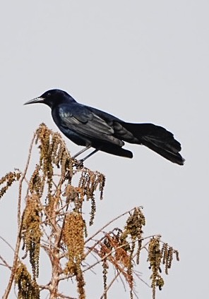 Boat-tailed Grackle - ML614888948