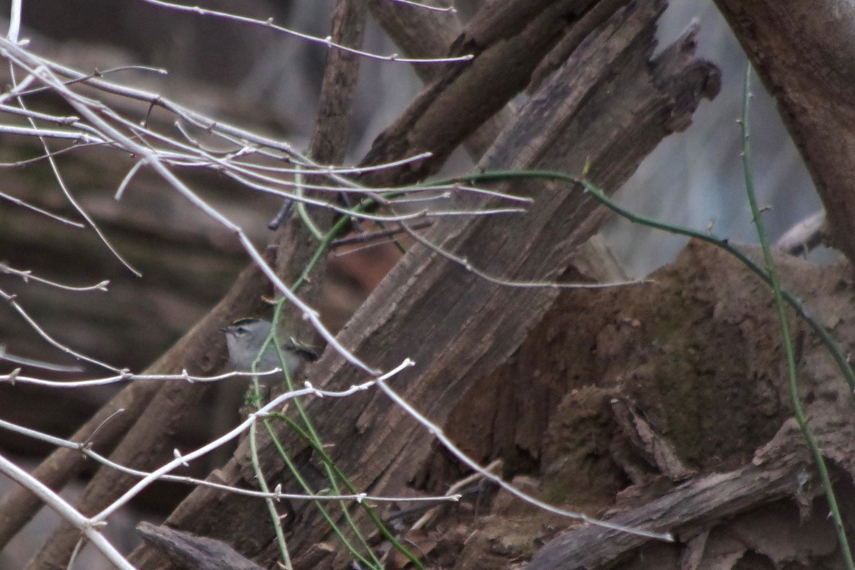 Golden-crowned Kinglet - ML614888956