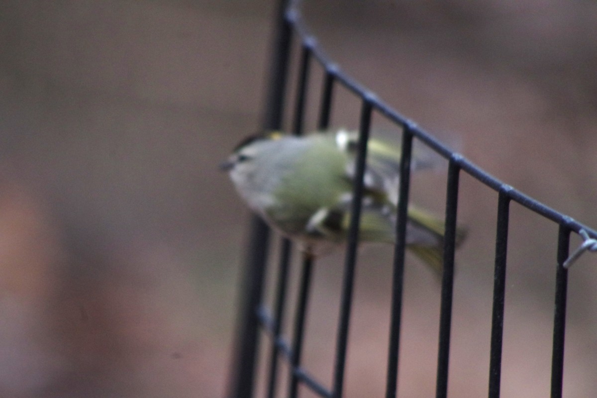 Golden-crowned Kinglet - ML614888957