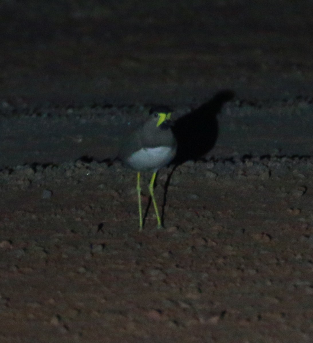 Yellow-wattled Lapwing - ML614888999