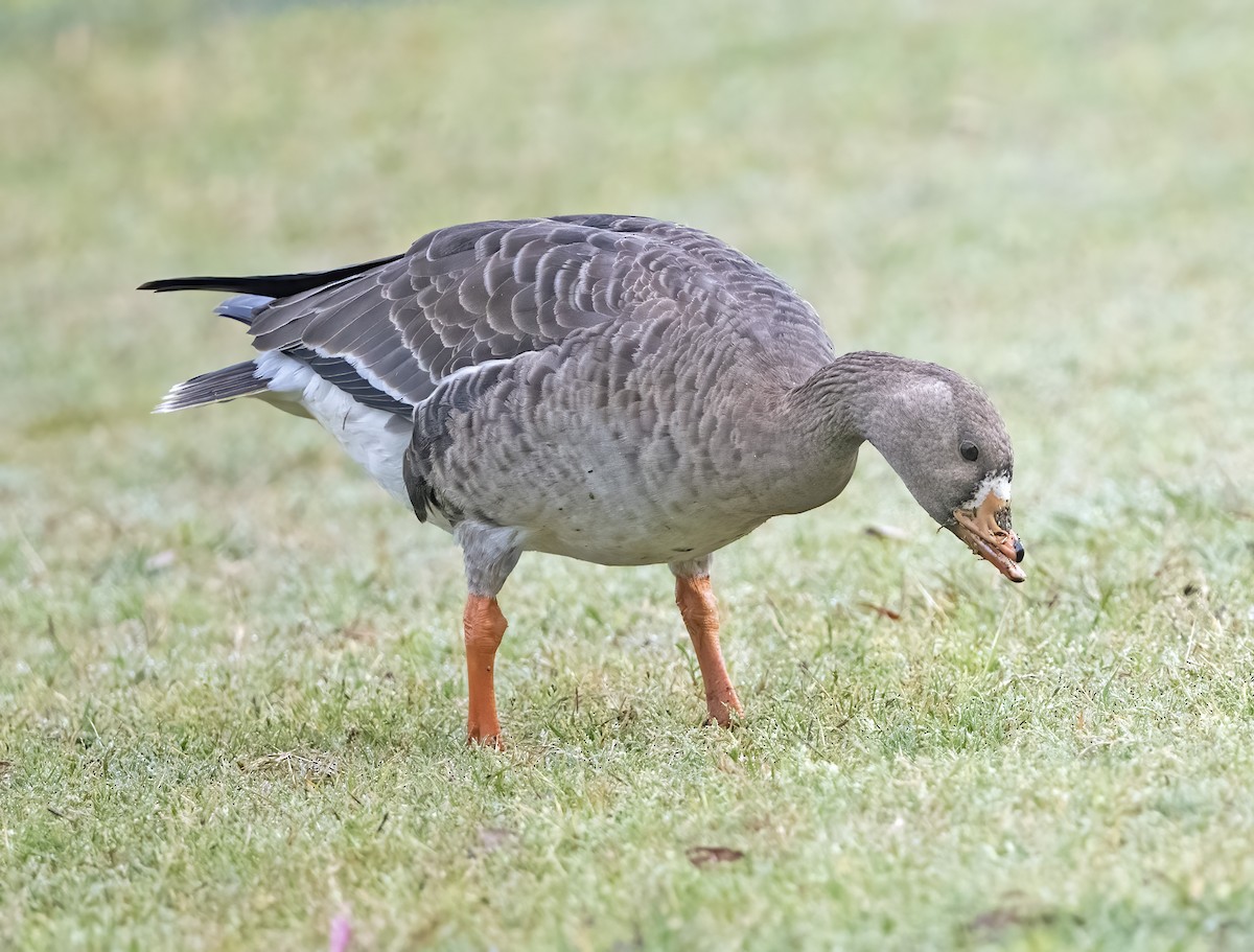 Greater White-fronted Goose - ML614889026