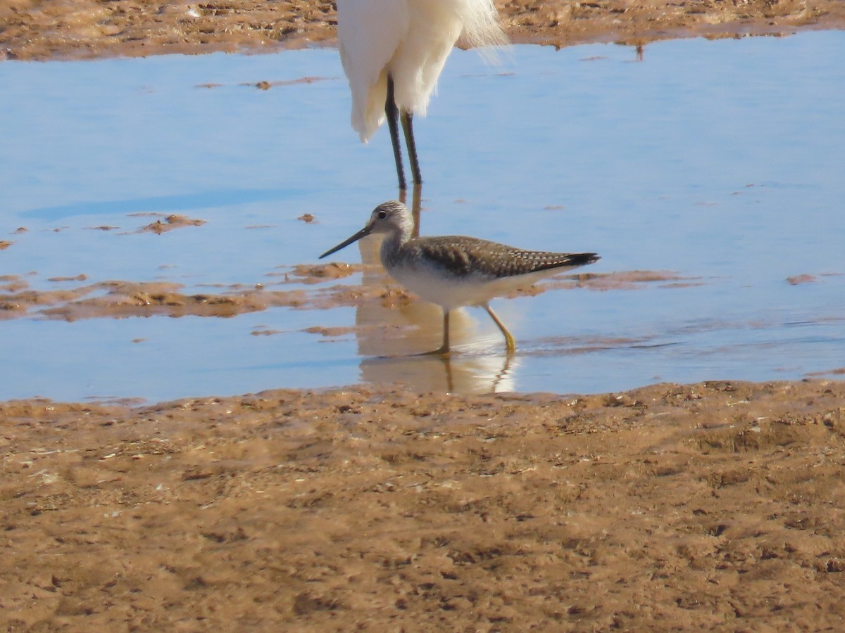 Greater Yellowlegs - ML614889095