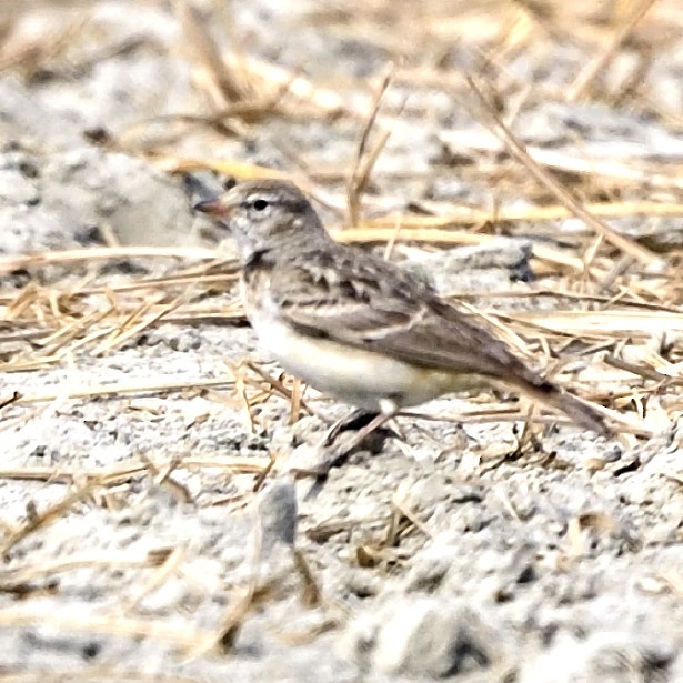 Hume's Lark - Amitava Dutta