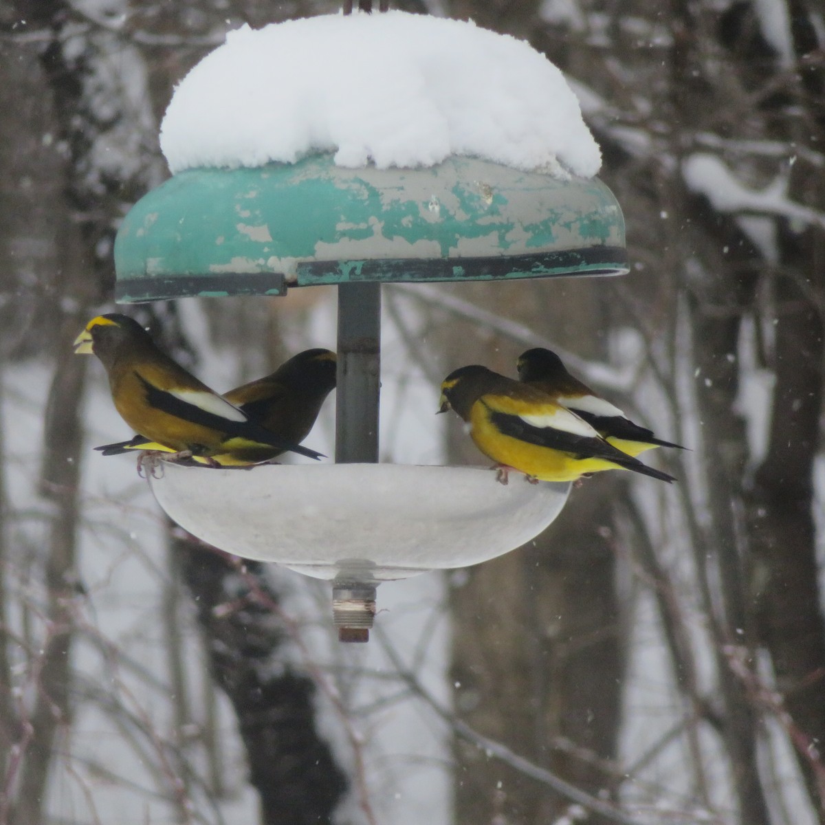 Evening Grosbeak - Vincent Agnesi