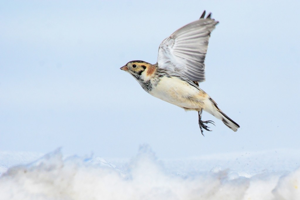 Lapland Longspur - ML614889144