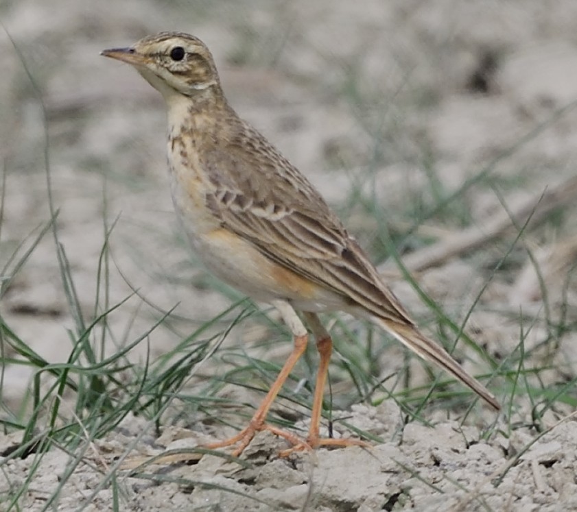 Richard's Pipit - ML614889150