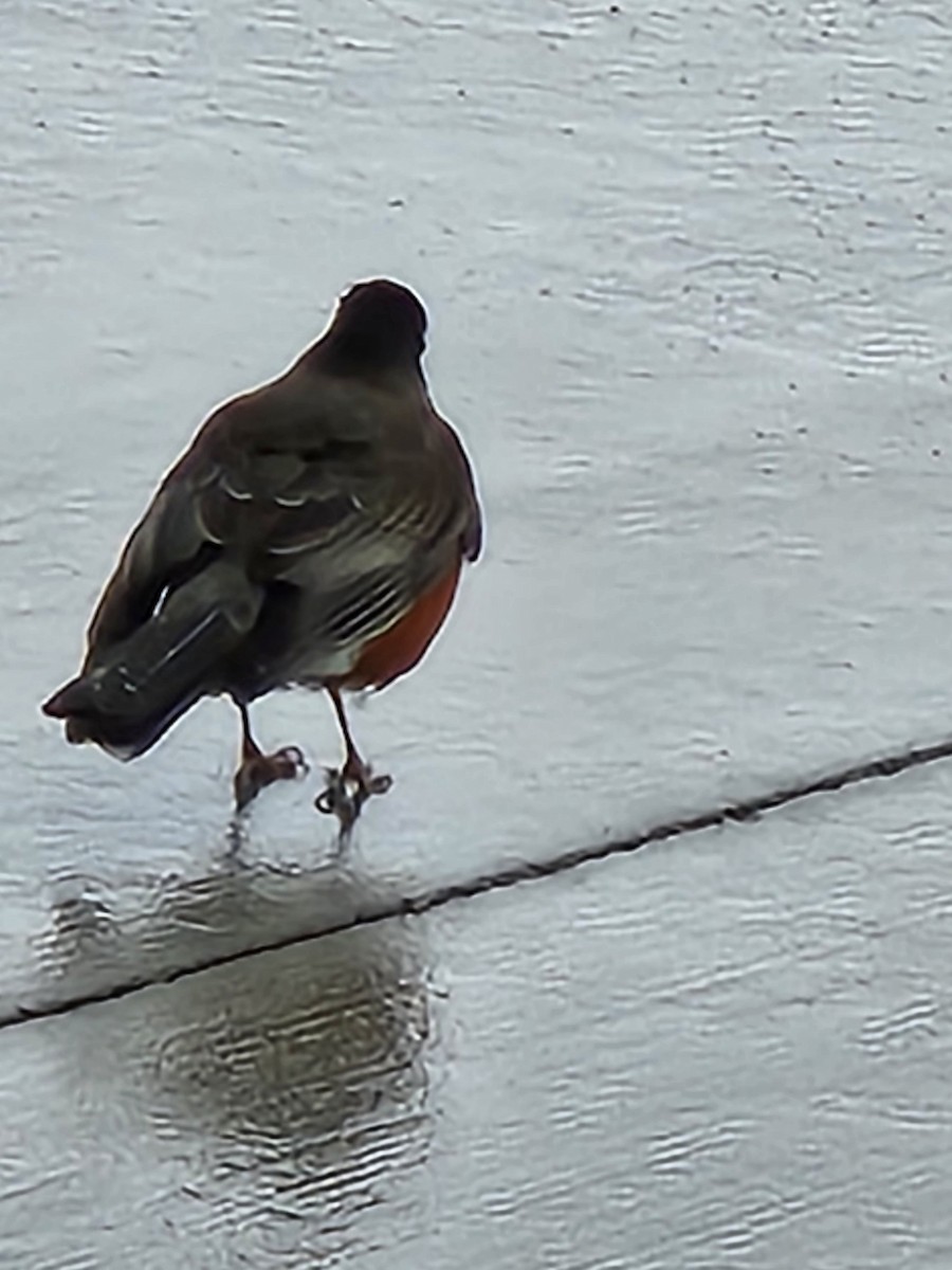 American Robin - ML614889236