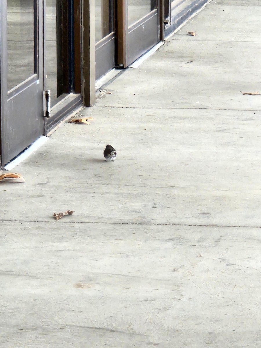 Dark-eyed Junco (Slate-colored) - Jarod Hitchings