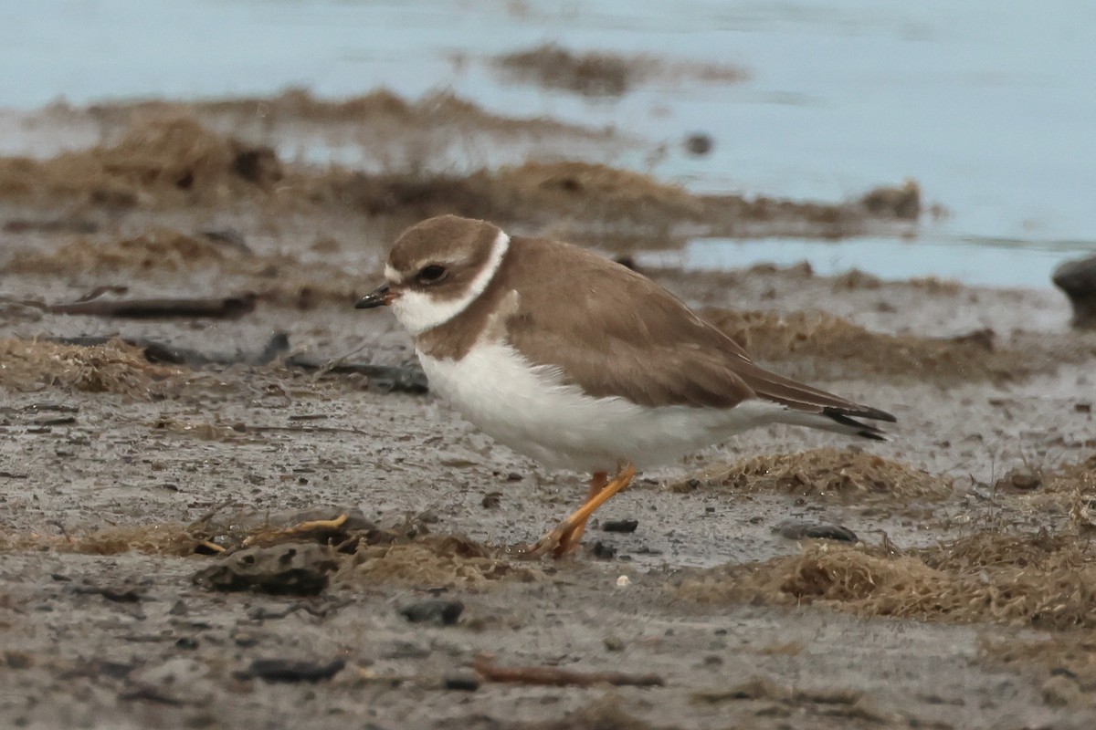 Semipalmated Plover - ML614889259