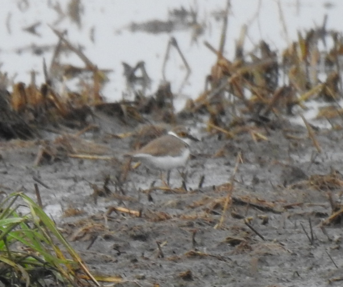 Little Ringed Plover - ML614889278