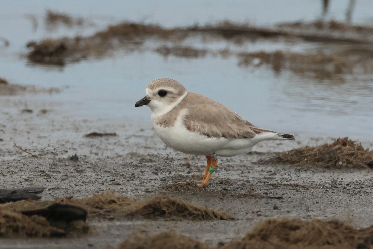 Piping Plover - ML614889281