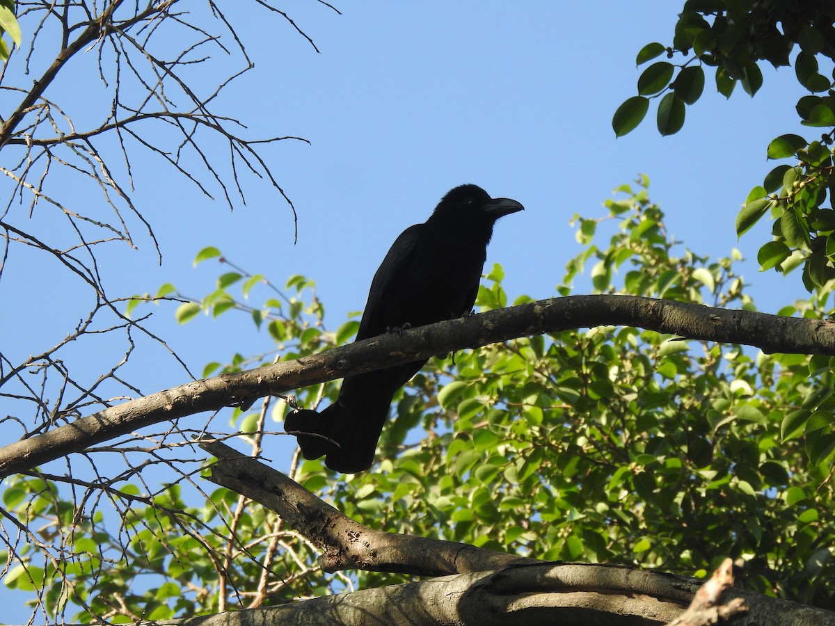 Large-billed Crow - ML614889292