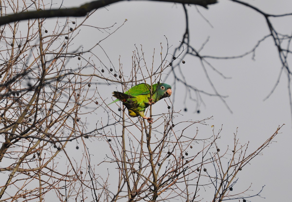 Blue-crowned Parakeet - ML614889308