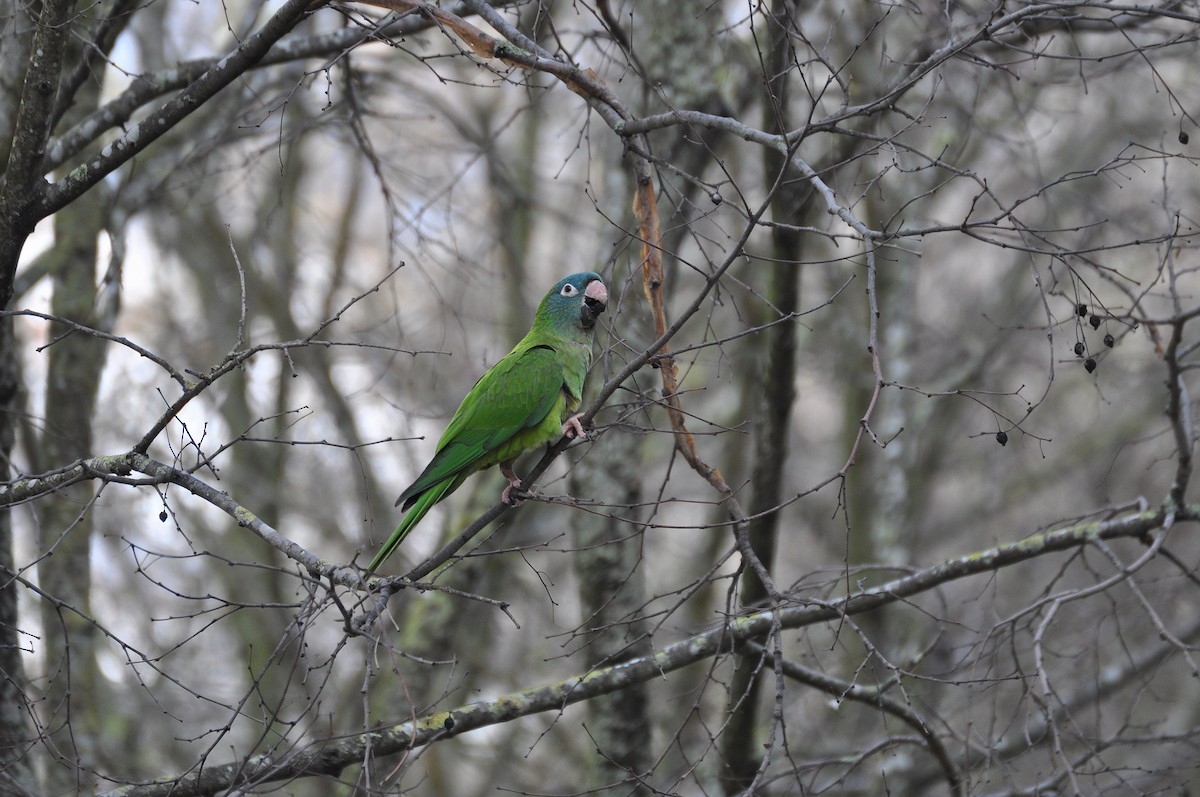 Blue-crowned Parakeet - ML614889314