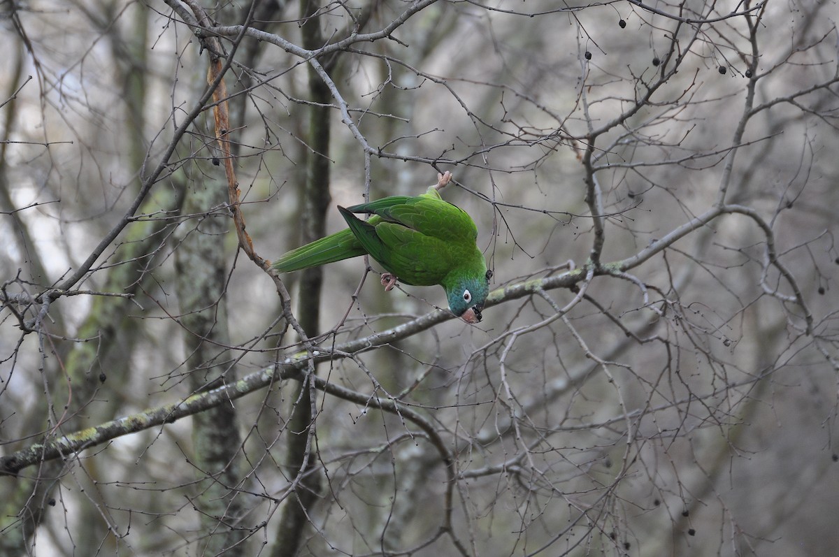 Blue-crowned Parakeet - ML614889315