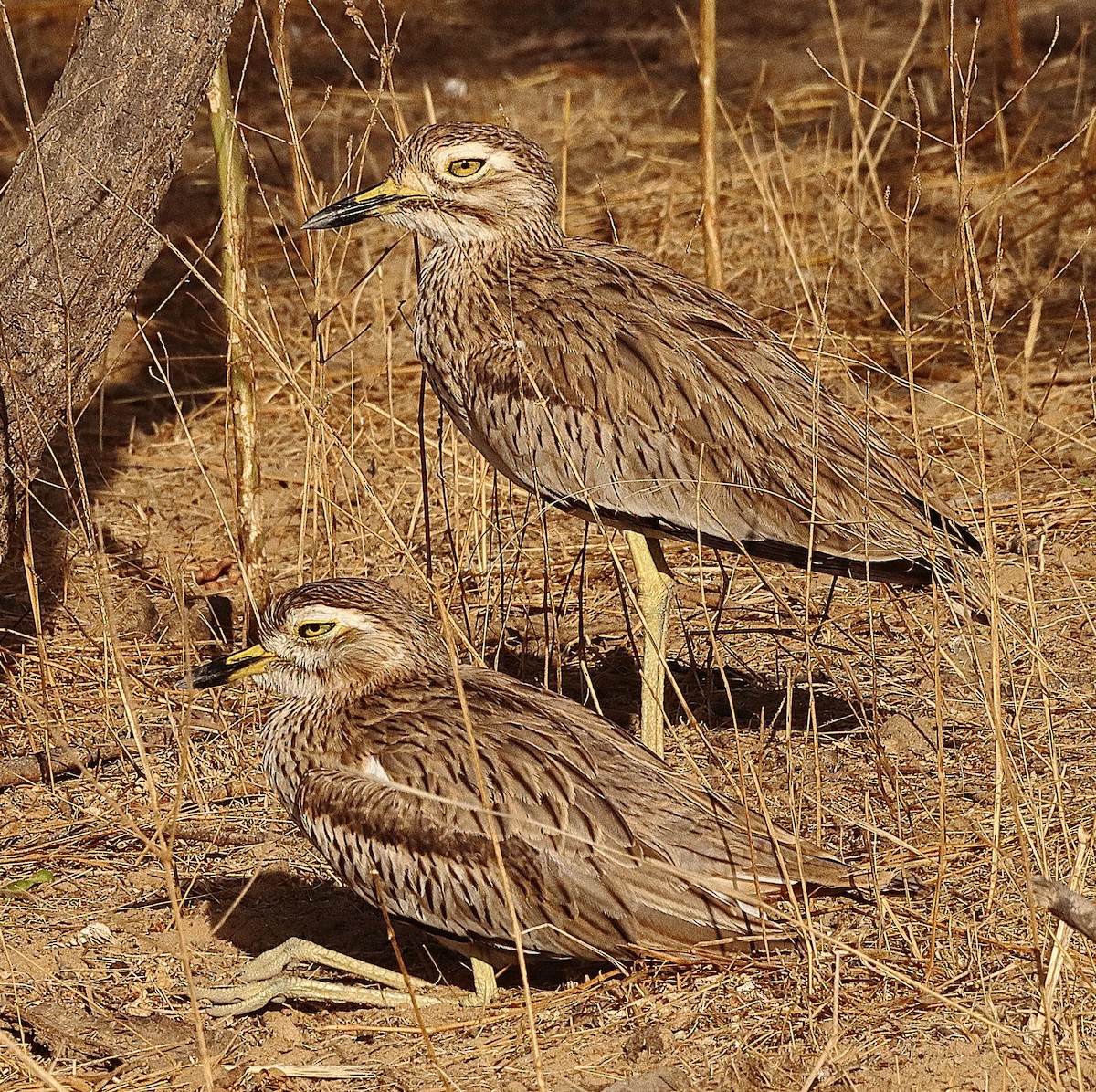 Alcaraván Senegalés - ML614889404