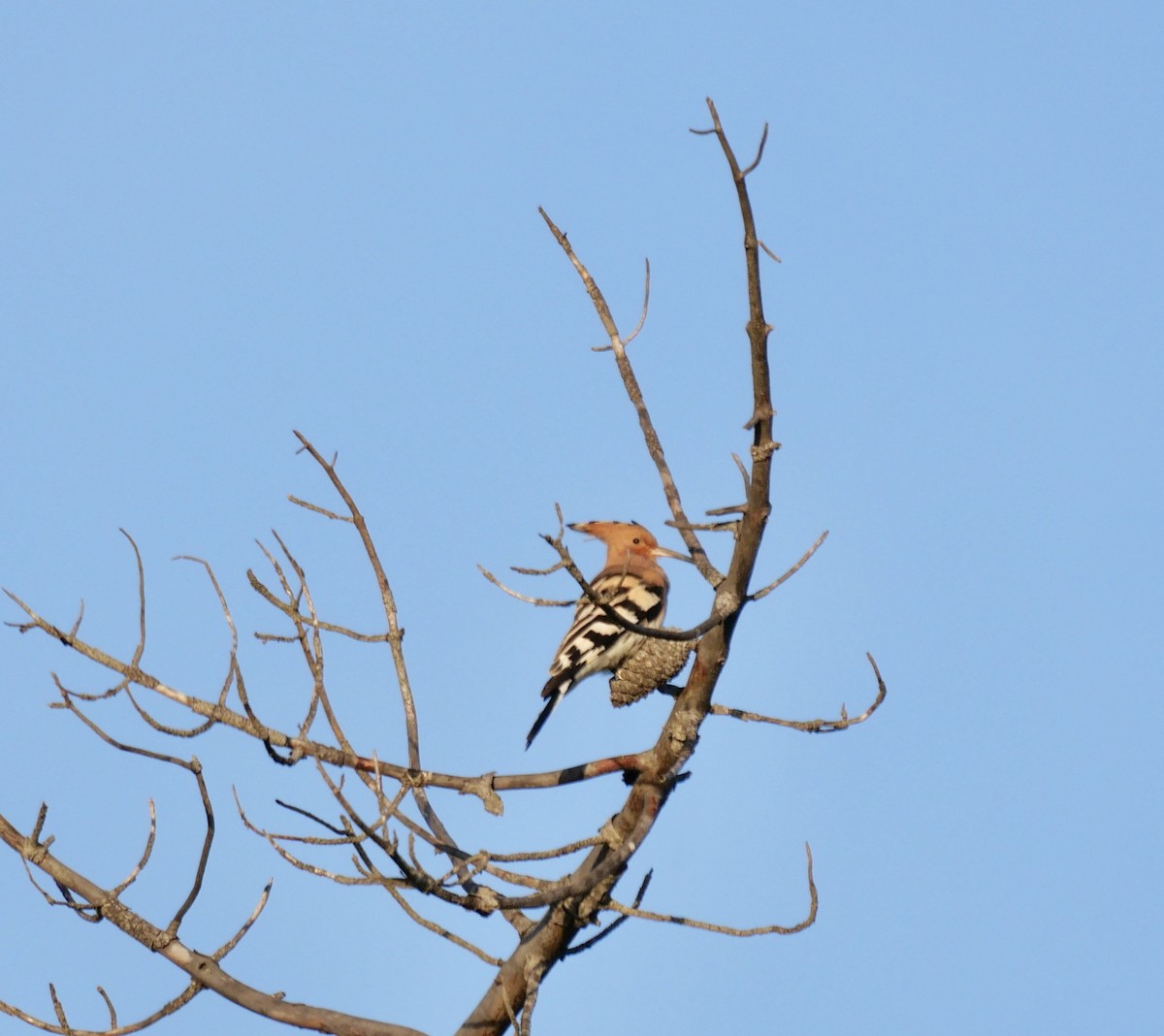 Eurasian Hoopoe - ML614889441