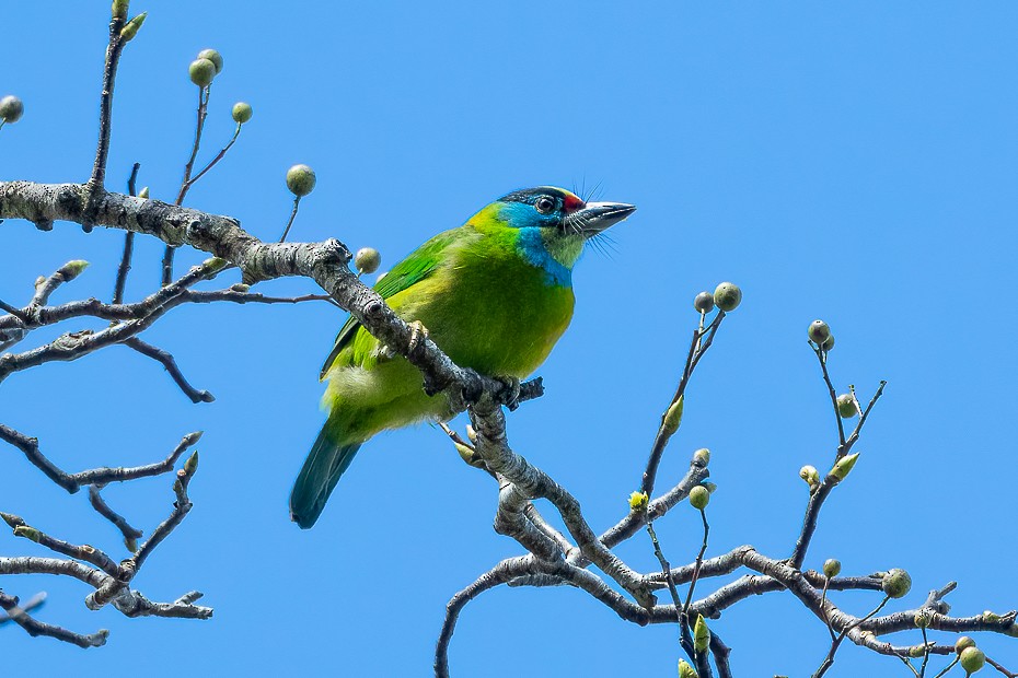 Indochinese Barbet - Francesco Veronesi