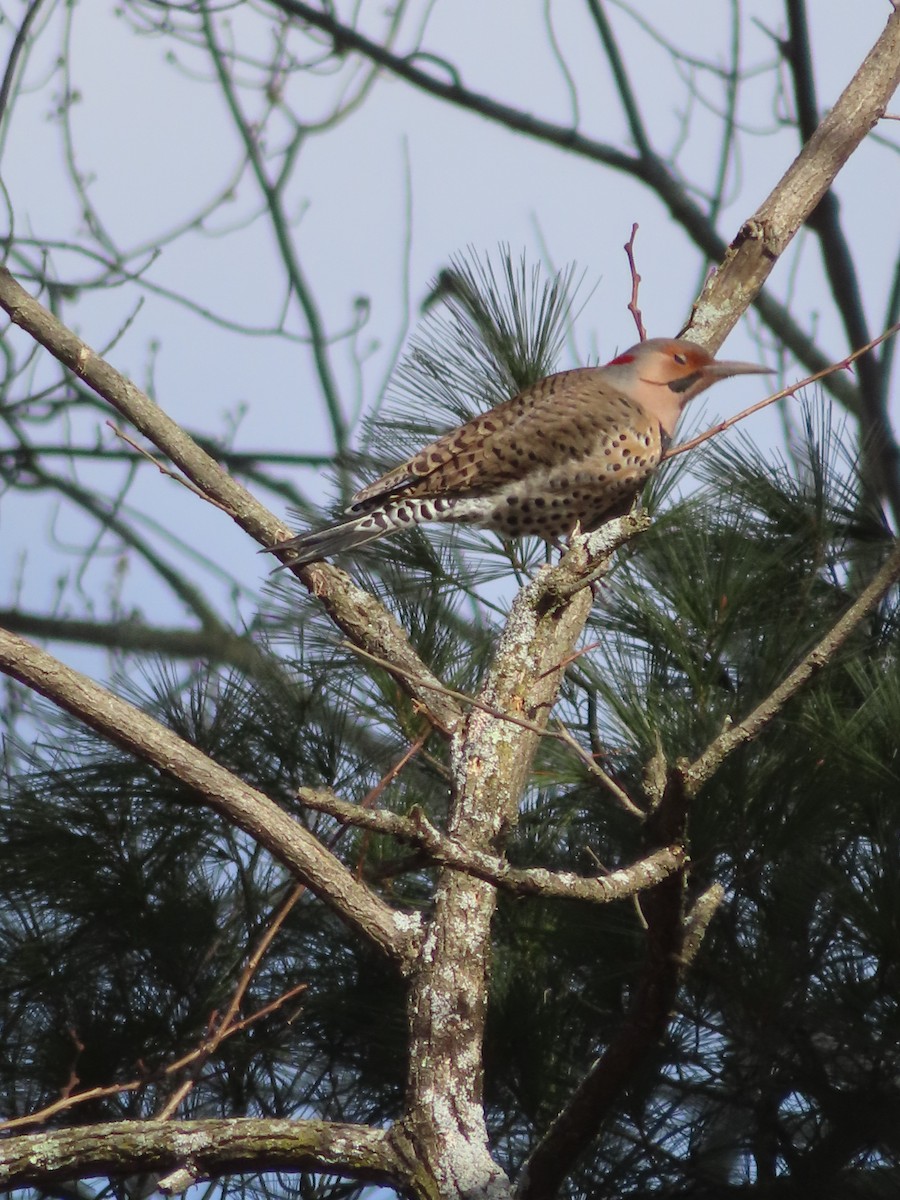 Northern Flicker - ML614889507