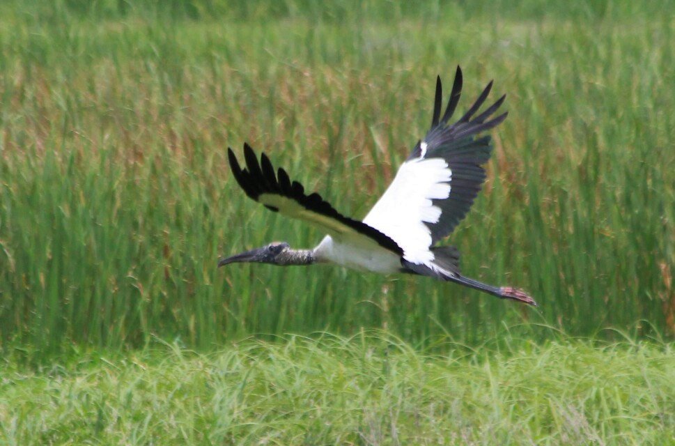 Wood Stork - Cory  Norris